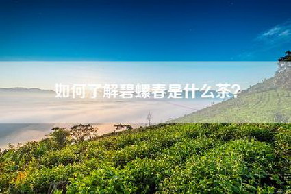 如何了解碧螺春是什么茶？