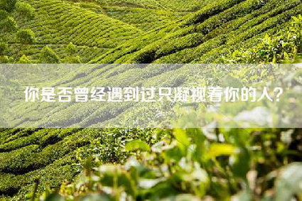 你是否曾经遇到过只凝视着你的人？