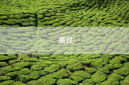 黑豆