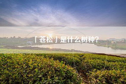 「苍松」是什么树种？