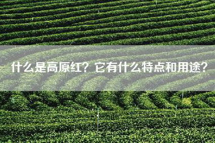 什么是高原红？它有什么特点和用途？