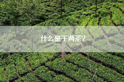 什么是千两茶？