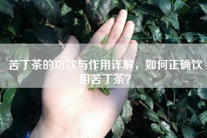 苦丁茶的功效与作用详解，如何正确饮用苦丁茶？