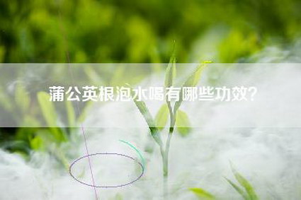 蒲公英根泡水喝有哪些功效？