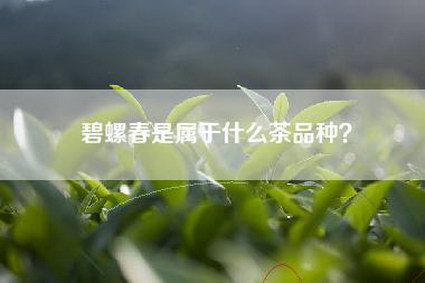 碧螺春是属于什么茶品种？