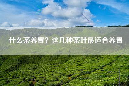 什么茶养胃？这几种茶叶最适合养胃