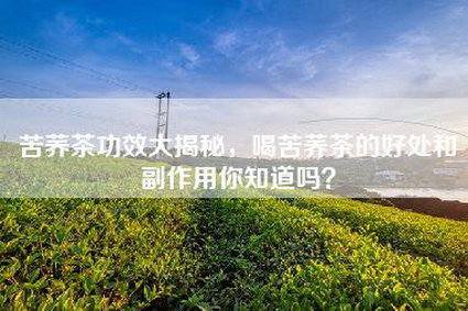 苦荞茶功效大揭秘，喝苦荞茶的好处和副作用你知道吗？