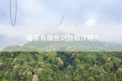 莓茶有哪些功效和作用？