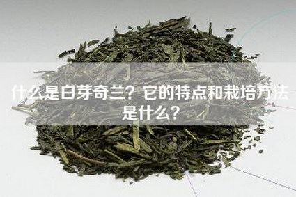 什么是白芽奇兰？它的特点和栽培方法是什么？