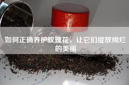 如何正确养护玫瑰花，让它们绽放绚烂的美丽