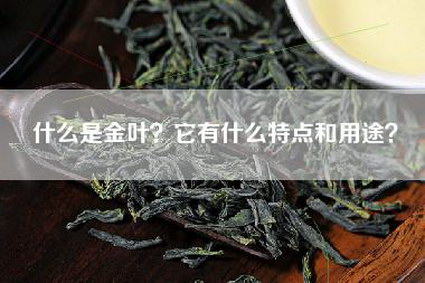 什么是金叶？它有什么特点和用途？