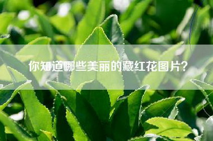 你知道哪些美丽的藏红花图片？
