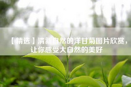【精选】清新自然的洋甘菊图片欣赏，让你感受大自然的美好
