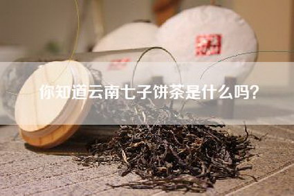 你知道云南七子饼茶是什么吗？