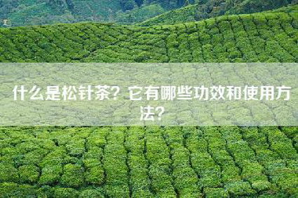 什么是松针茶？它有哪些功效和使用方法？