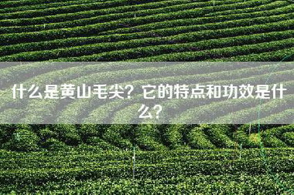 什么是黄山毛尖？它的特点和功效是什么？