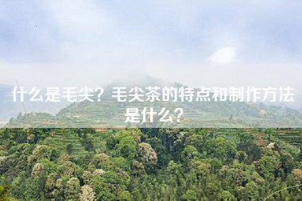 什么是毛尖？毛尖茶的特点和制作方法是什么？