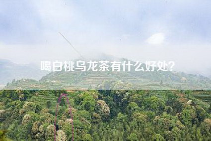 喝白桃乌龙茶有什么好处？