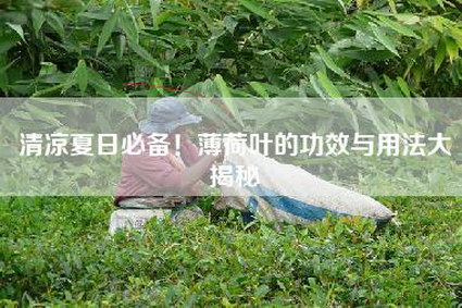 清凉夏日必备！薄荷叶的功效与用法大揭秘