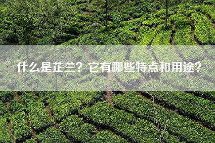 什么是芷兰？它有哪些特点和用途？