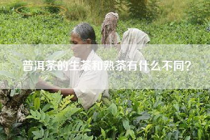 普洱茶的生茶和熟茶有什么不同？