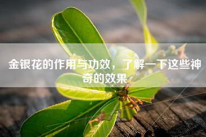 金银花的作用与功效，了解一下这些神奇的效果