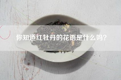 你知道红牡丹的花语是什么吗？