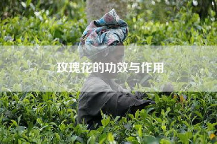 玫瑰花的功效与作用