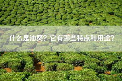 什么是油葵？它有哪些特点和用途？