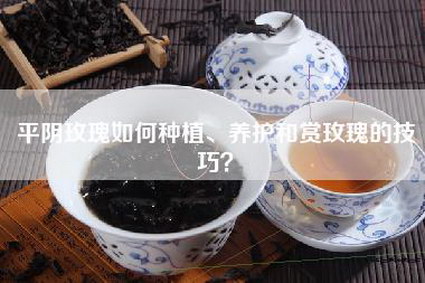 平阴玫瑰如何种植、养护和赏玫瑰的技巧？
