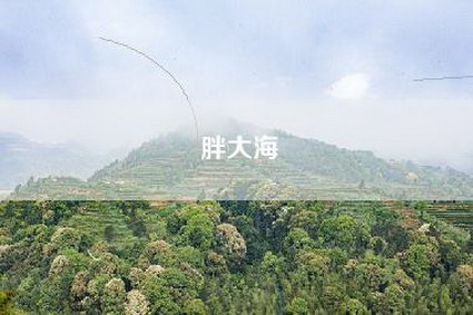 胖大海