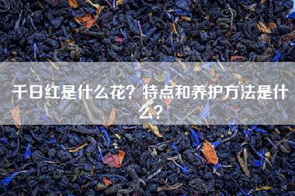 千日红是什么花？特点和养护方法是什么？