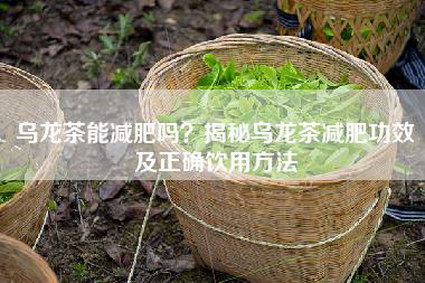 乌龙茶能减肥吗？揭秘乌龙茶减肥功效及正确饮用方法