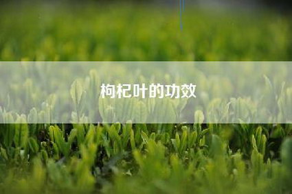 枸杞叶的功效