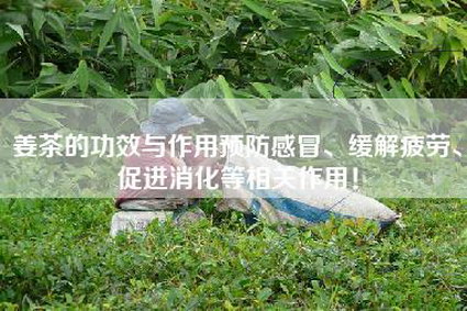 姜茶的功效与作用预防感冒、缓解疲劳、促进消化等相关作用！