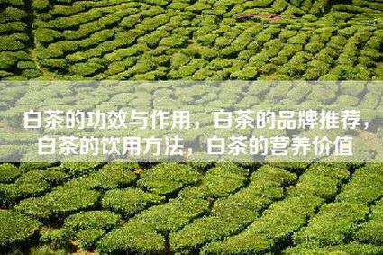 白茶的功效与作用，白茶的品牌推荐，白茶的饮用方法，白茶的营养价值