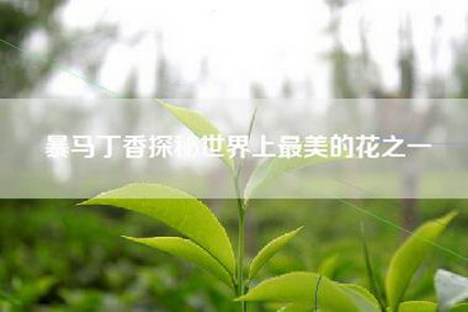 暴马丁香探秘世界上最美的花之一