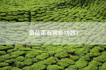 菊花茶有哪些功效？