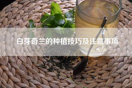 白芽奇兰的种植技巧及注意事项