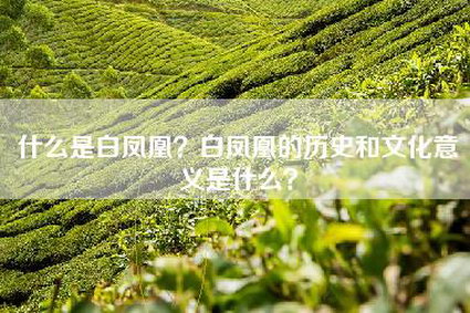 什么是白凤凰？白凤凰的历史和文化意义是什么？