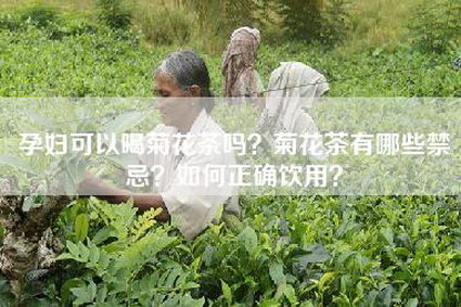 孕妇可以喝菊花茶吗？菊花茶有哪些禁忌？如何正确饮用？