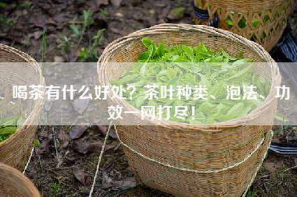 喝茶有什么好处？茶叶种类、泡法、功效一网打尽！