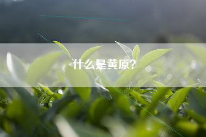 什么是黄原？