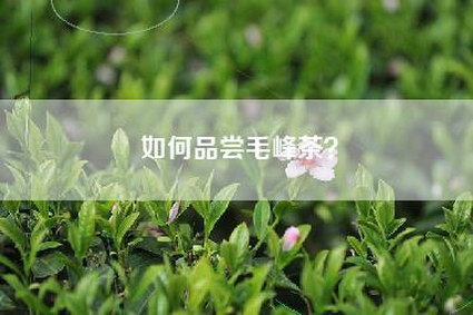 如何品尝毛峰茶？