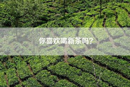 你喜欢喝新茶吗？