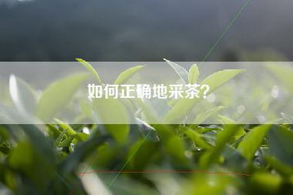 如何正确地采茶？