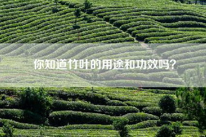 你知道竹叶的用途和功效吗？