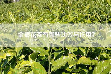 金银花茶有哪些功效与作用？