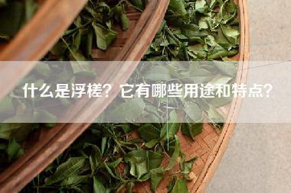 什么是浮槎？它有哪些用途和特点？