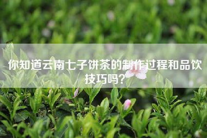 你知道云南七子饼茶的制作过程和品饮技巧吗？